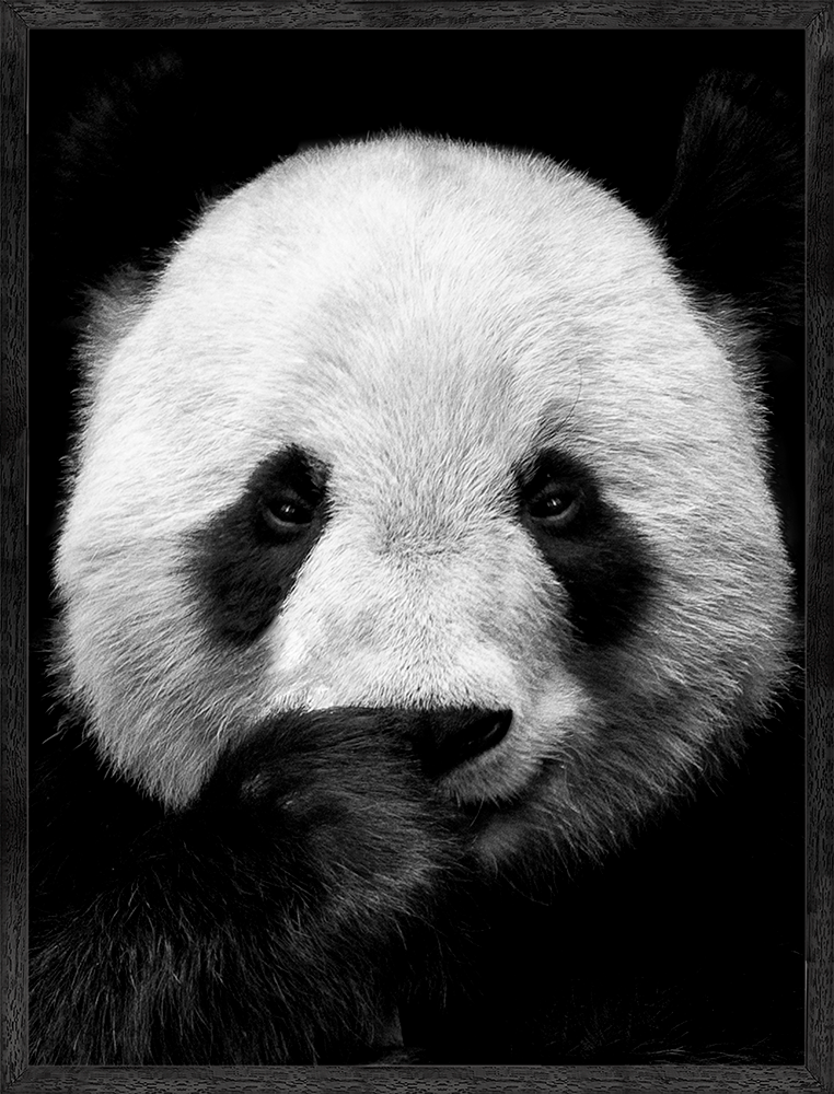 Art Print Panda ISC-011