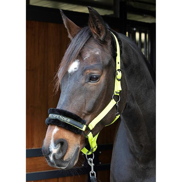 Halster Harry's Horse Lyrics Quotes Lichtgroen