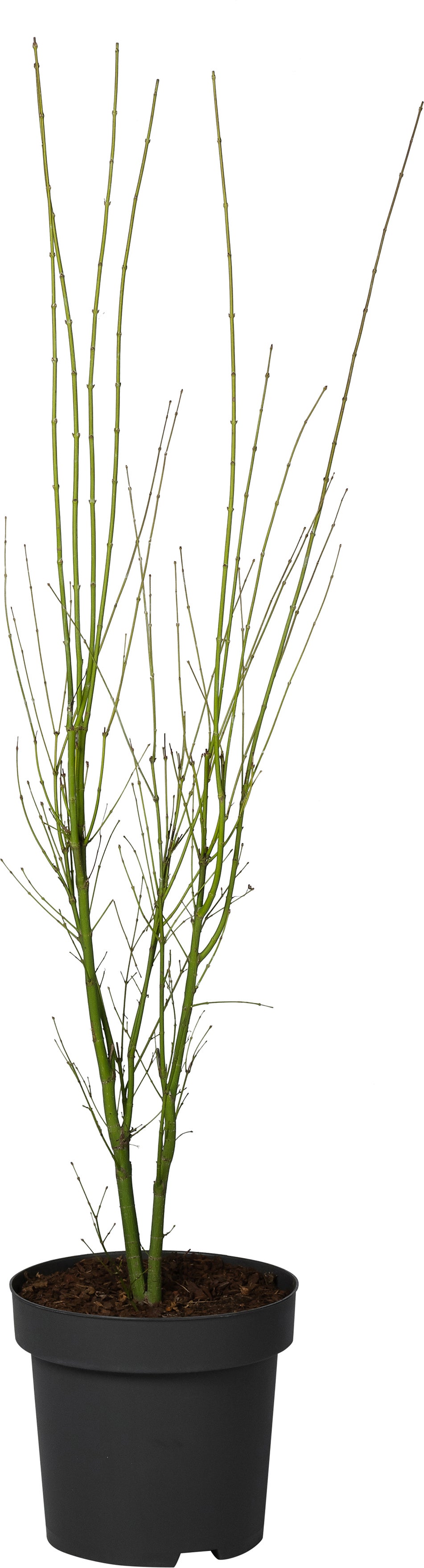 Japanse Esdoorn (Acer palmatum 'Going Green') D 34 H 120 cm