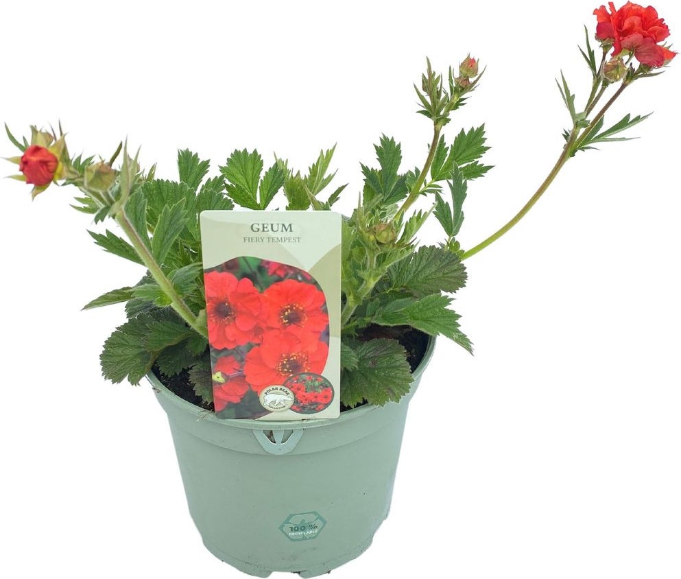 Nagelkruid (Geum 'Fiery Tempest') D 19 H 40 cm