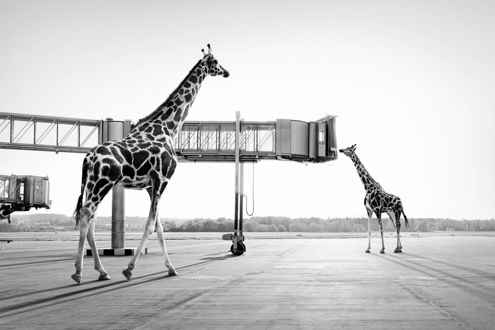 Giraffes by Tom Nagy - Limited Edition. Edition of: 150. Signed.