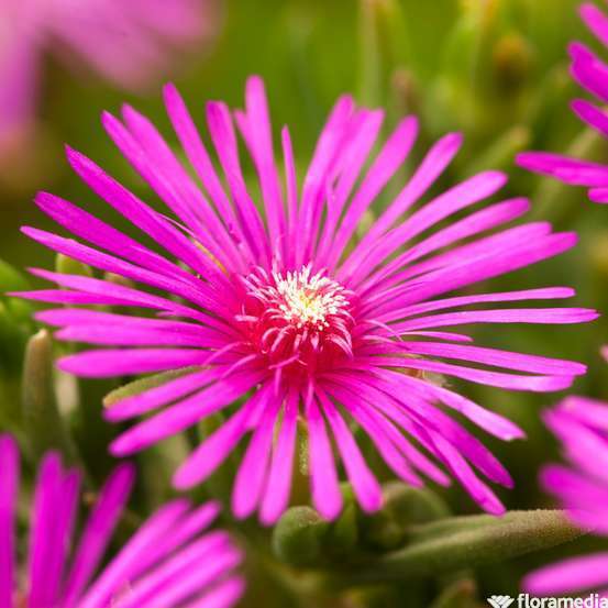 Delosperma vivace carmin : godet vert