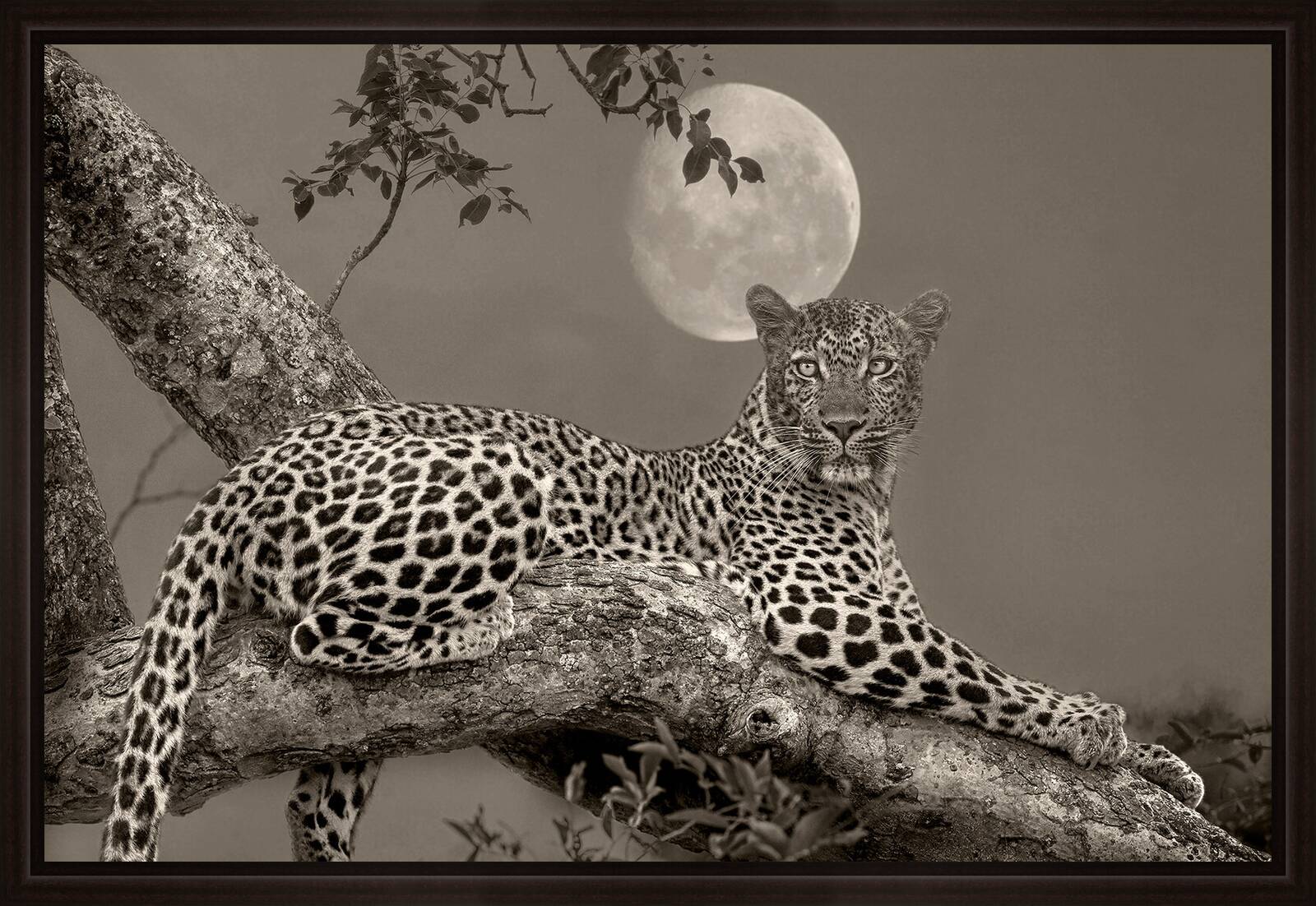 Leopard Moon by Horst Klemm - Limited Edition. Edition of: 150. Signed.