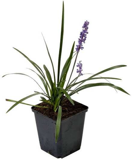 Leliegras (Liriope muscari) D 9 H 10 cm