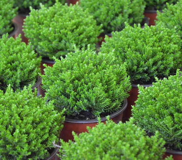 Strauchveronika 'Green Globe'