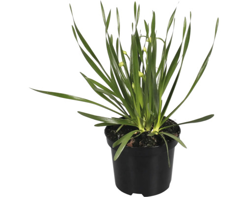 Sierui FloraSelf Allium 'Millenium' Co 3 L