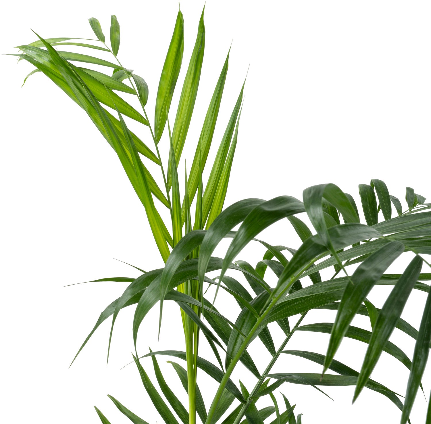 Mexicaanse dwergpalm (Chamaedorea seifrizii) D 27 H 160 cm