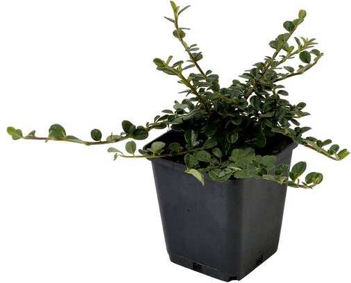 Dwergmispel (Cotoneaster procumbens 'Queen of Carpets') D 9 H 10 cm