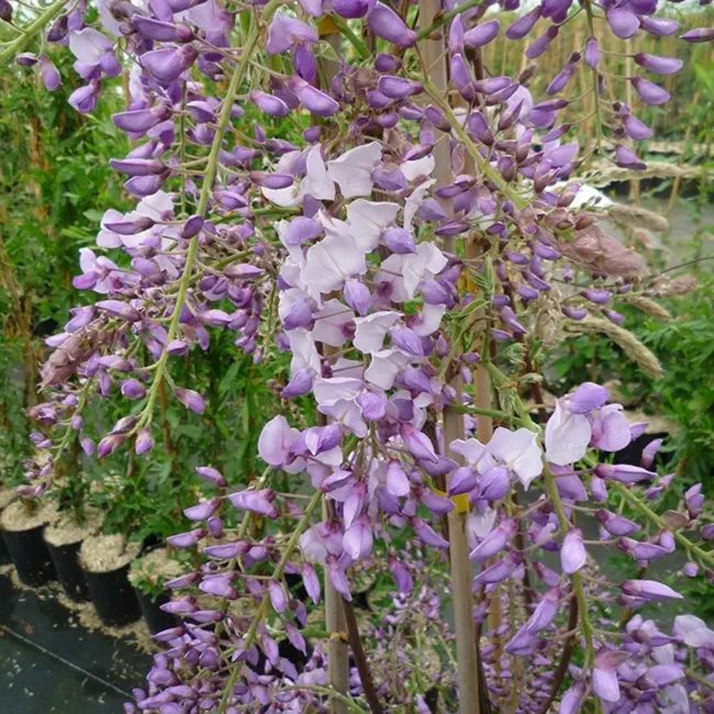Glycine de chine 'caroline' - wisteria sinensis 3l