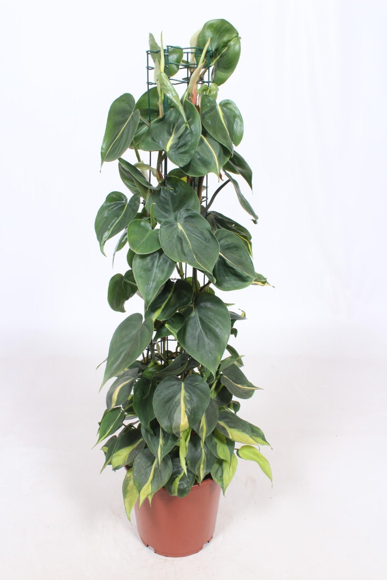 Plante d'intérieur - philodendron scandens brasil - h120cm 120cm