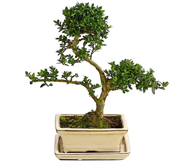 Outdoor-Bonsai Japanische Stechpalme - Ilex