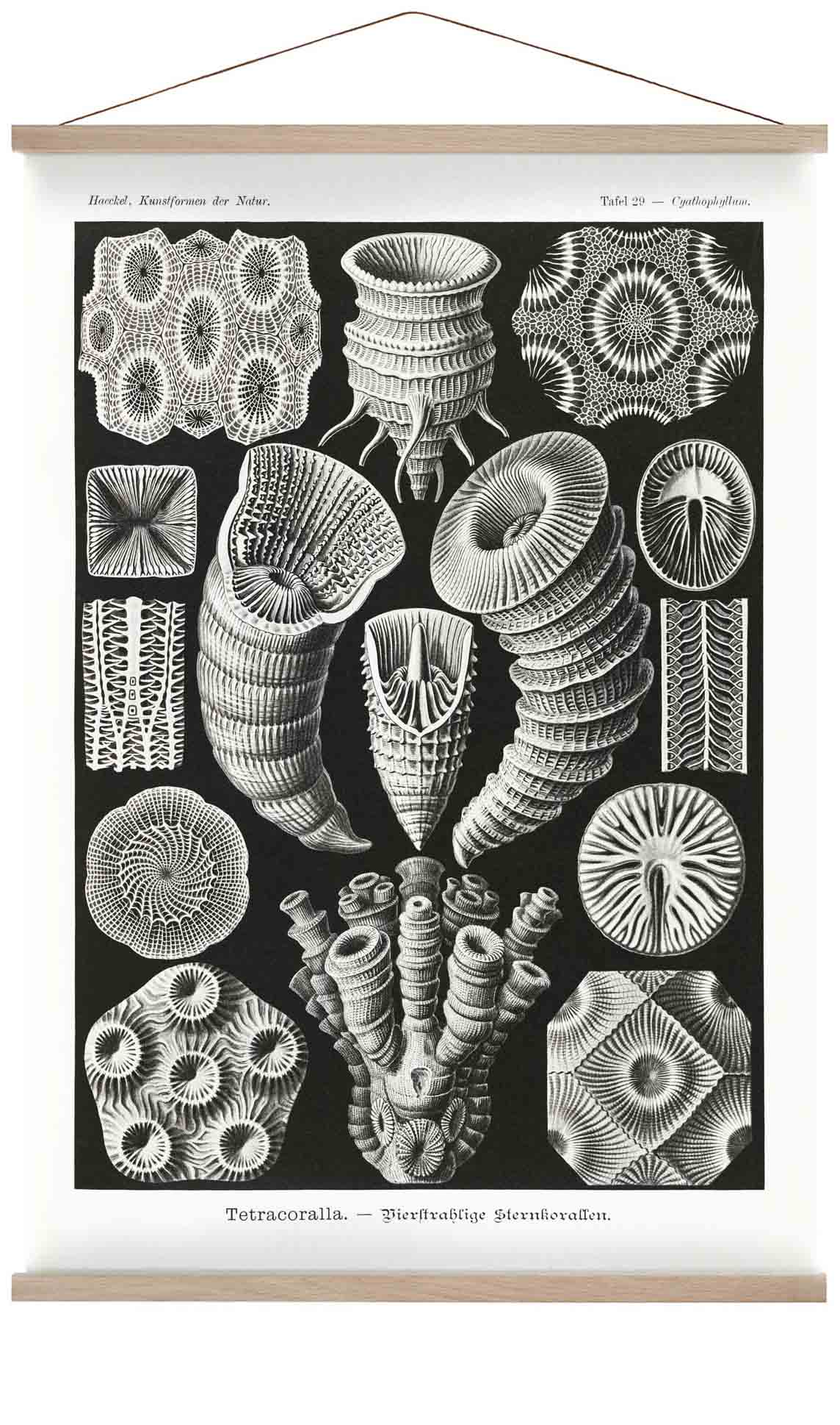Tetracoralla von Ernst Haeckel