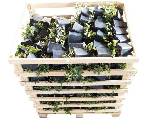 Kruipende Cotoneaster, FloraSelf Cotoneaster dammeri 'Radicans' 20-30 cm Ø 9 cm pot (360 st.) 1 halve pallet