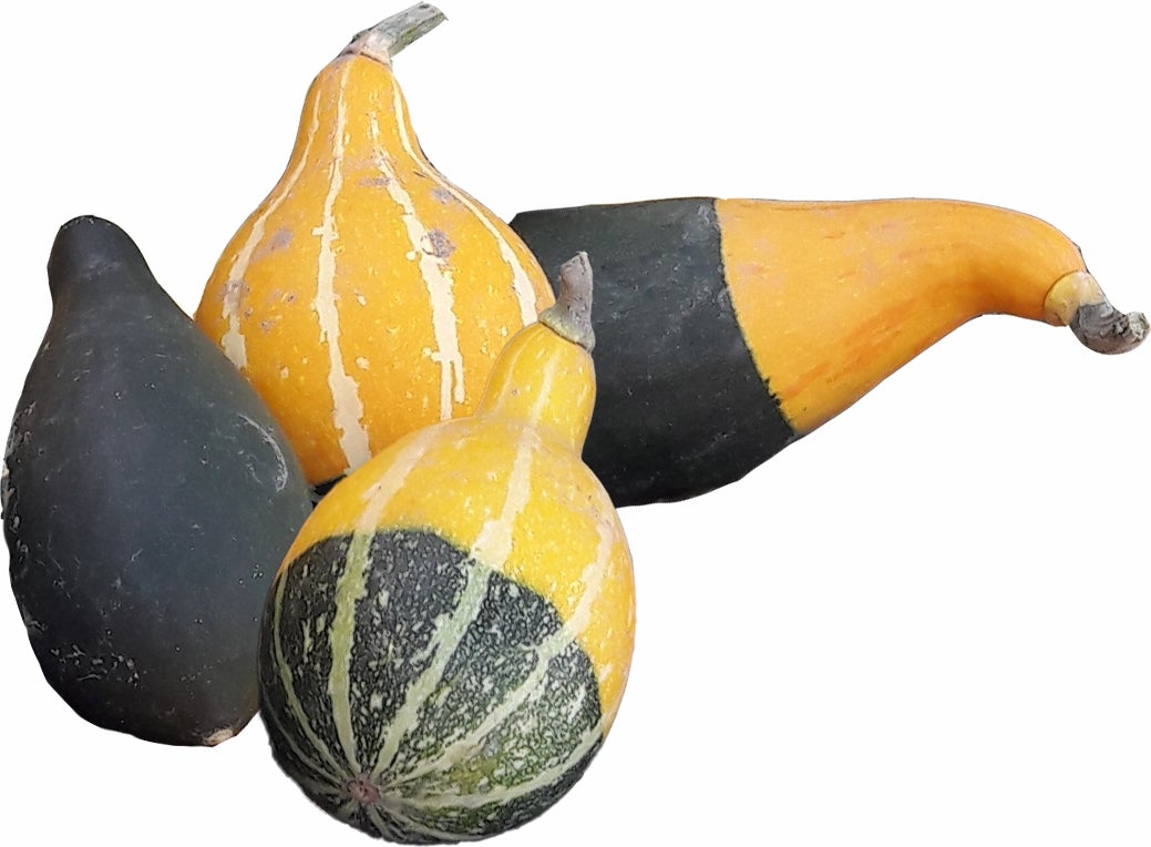 Sierkalebas (Cucurbita 'Pear Bicolor') D 15 cm