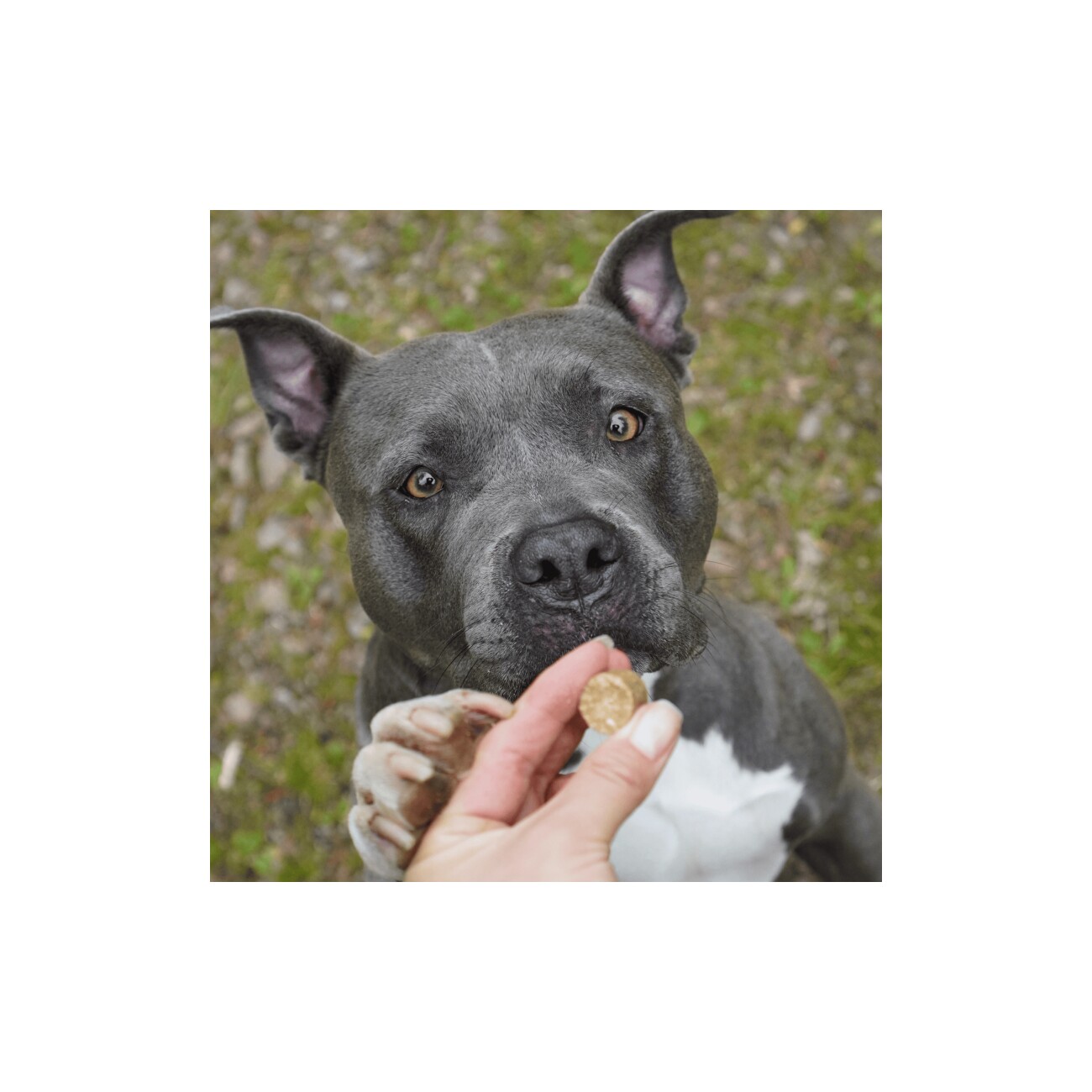 Bellfor Complete-Snack ZEComplete für Hunde - 150g