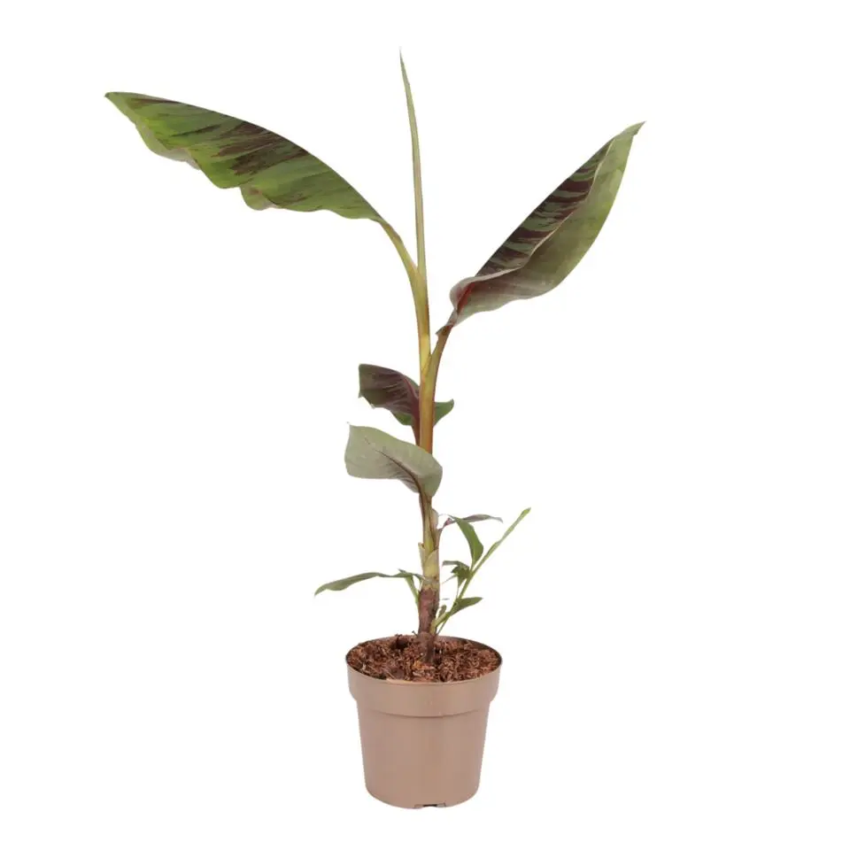 Rode bananenplant - Musa sikkimensis Ever Red - Hoogte 55-70cm - ⌀21cm