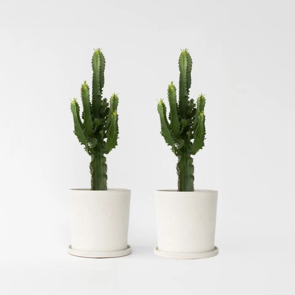 Cowboycactus - Set van 2 - Euphorbia ingens - Hoogte 50-60cm - ⌀17cm