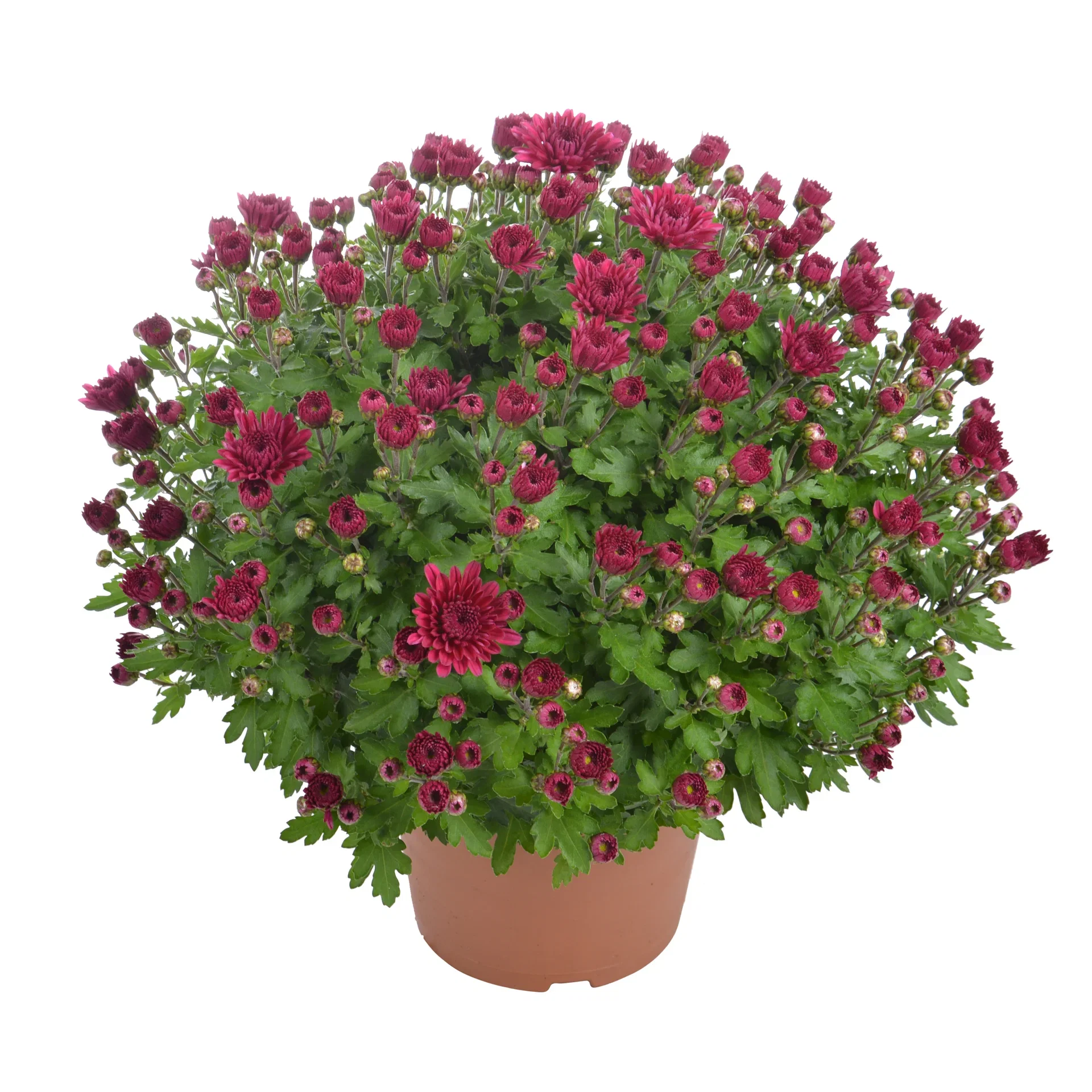 Chrysanthemum x morifolium Frilandskrysantemum Ø14 cm