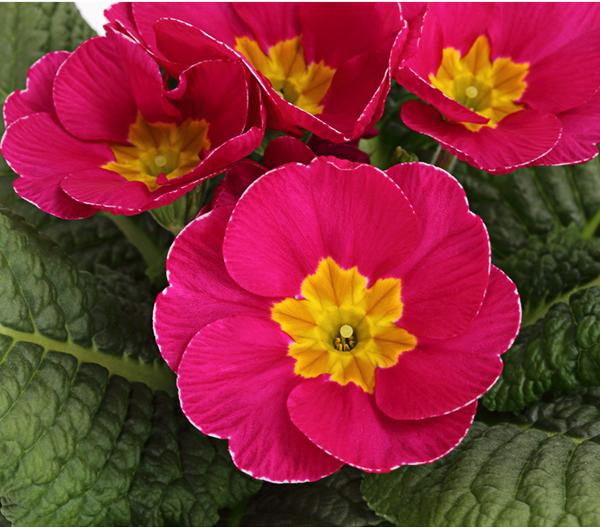 Primel, verschiedene Farben