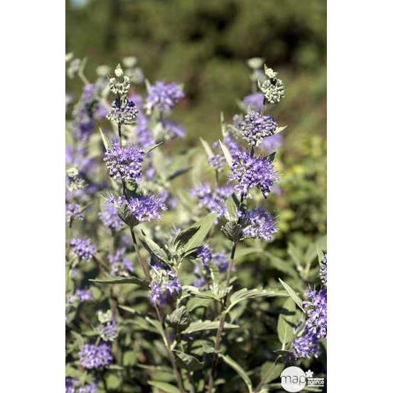Caryopteris x clandonensis : H 60/80 cm : ctr 7 litres