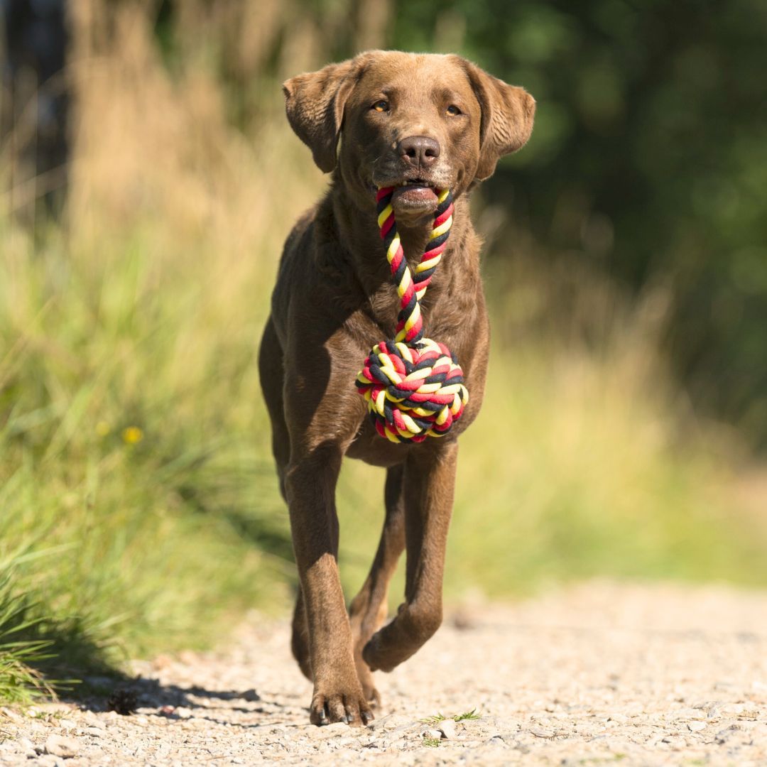 Hundespielzeug EM-Ball mit Loop - Laboni