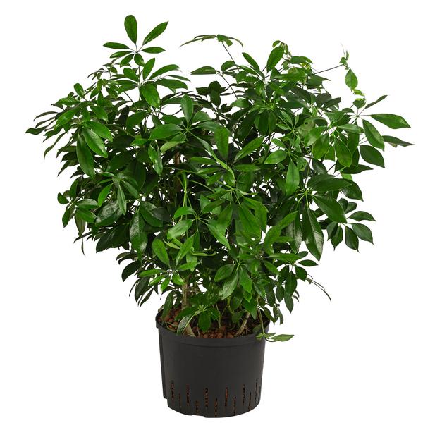 Strahlenaralie - Schefflera arboricola