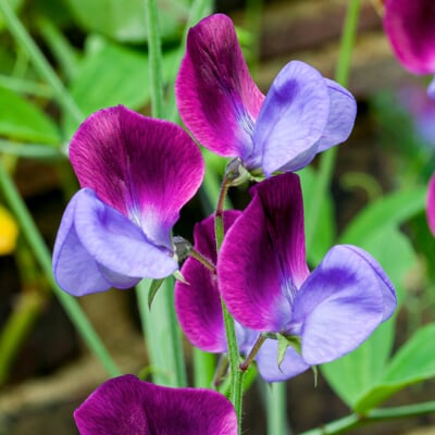 Blumensamen Duftende Blumen