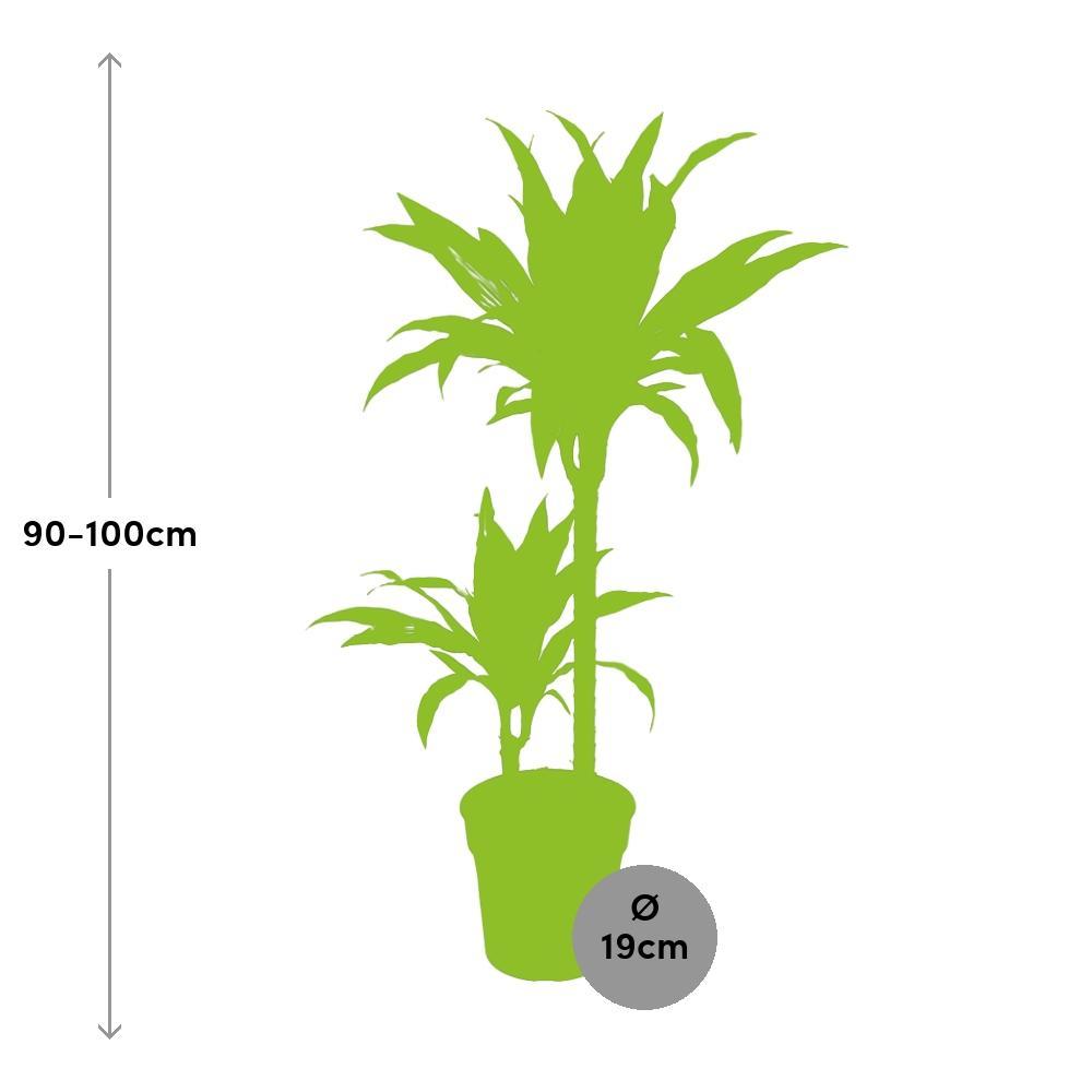 Plante d'intérieur - dracaena 'fragrans janet craig' 100.0cm