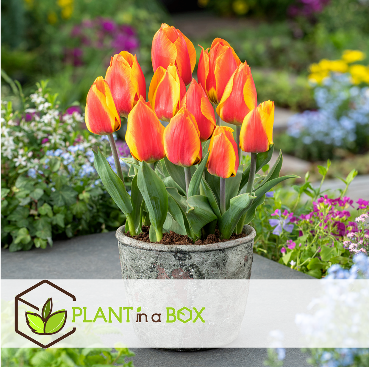 Tulipa flair - bulbes de tulipes x40 - bulbes de fleurs