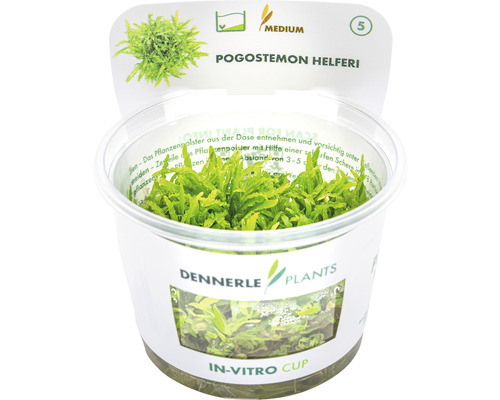 Kleine Waterster - Pogostemon helferi In vitro