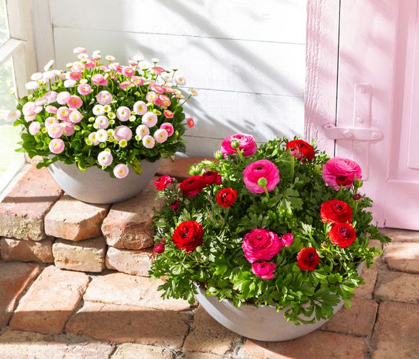 Gänseblümchen in Schale, verschiedene Farben