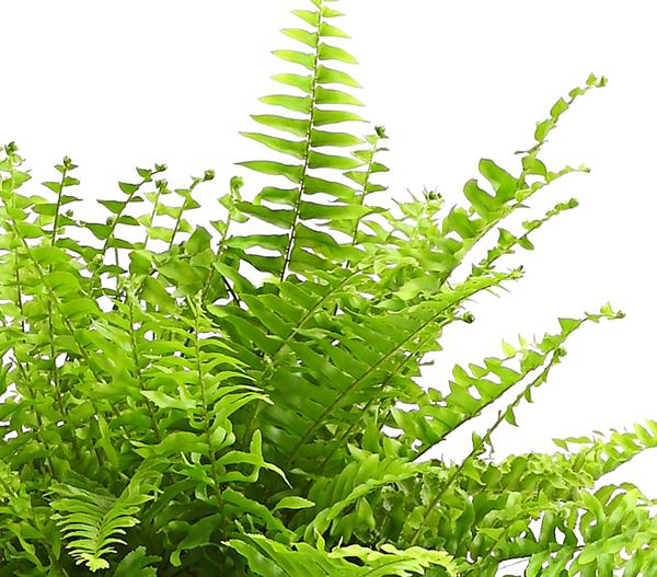 Schwertfarn - Nephrolepis exaltata 'Sonata'