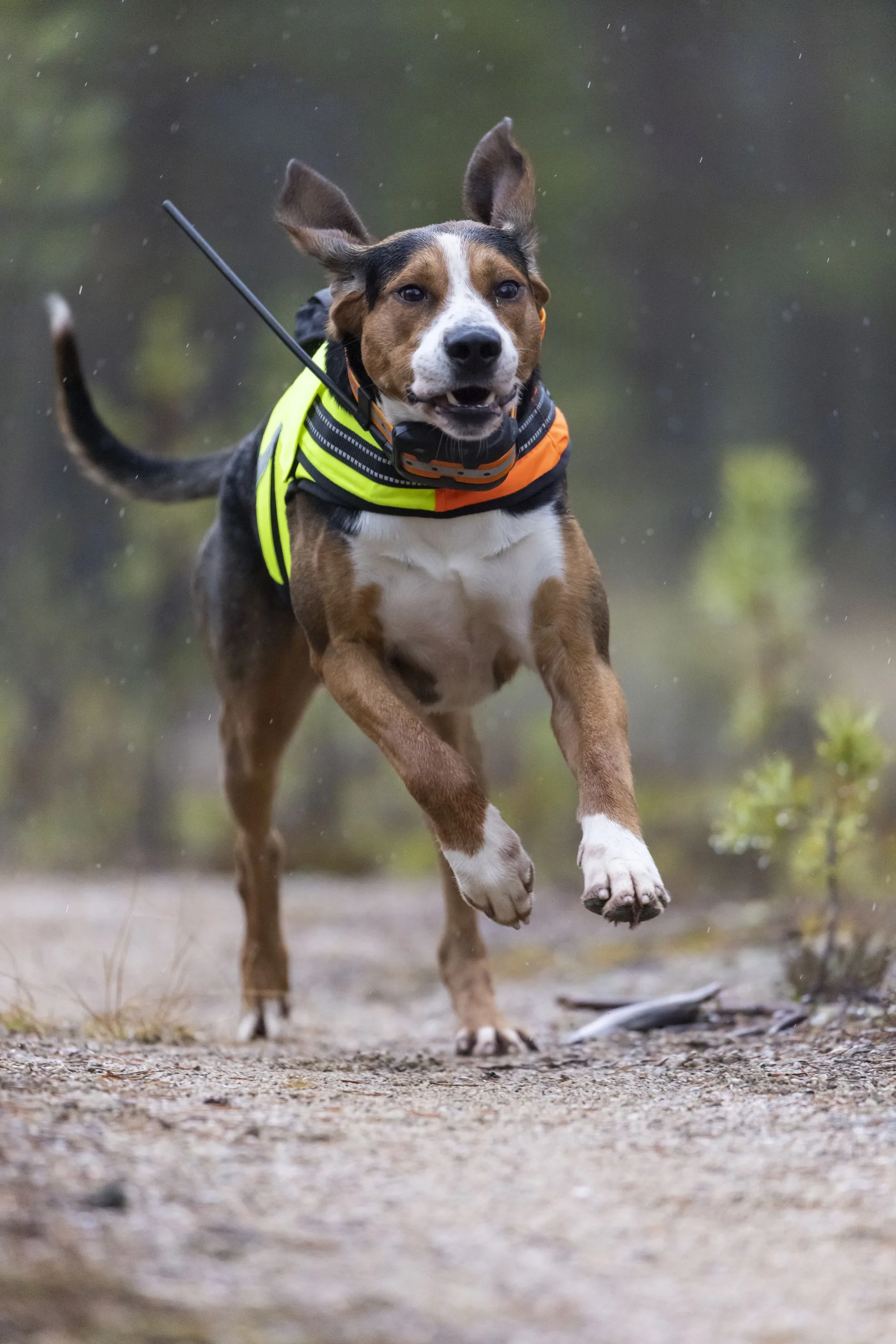 Tracker Artemis Black