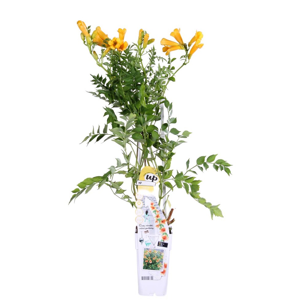 Campsis gold trumpet – trompette fleur – creeper – hardy - ⌀15 cm - ↕60-70 cm