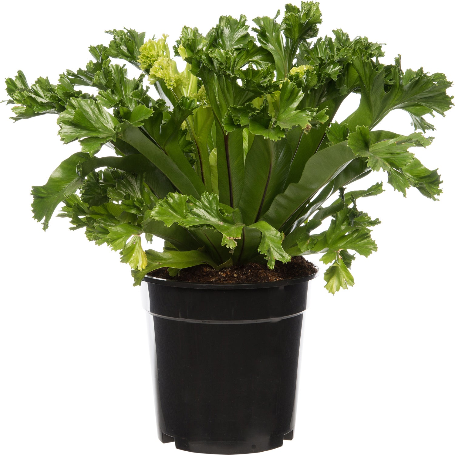 Nestvaren (Asplenium antiquum 'Leslie') D 17 H 50 cm