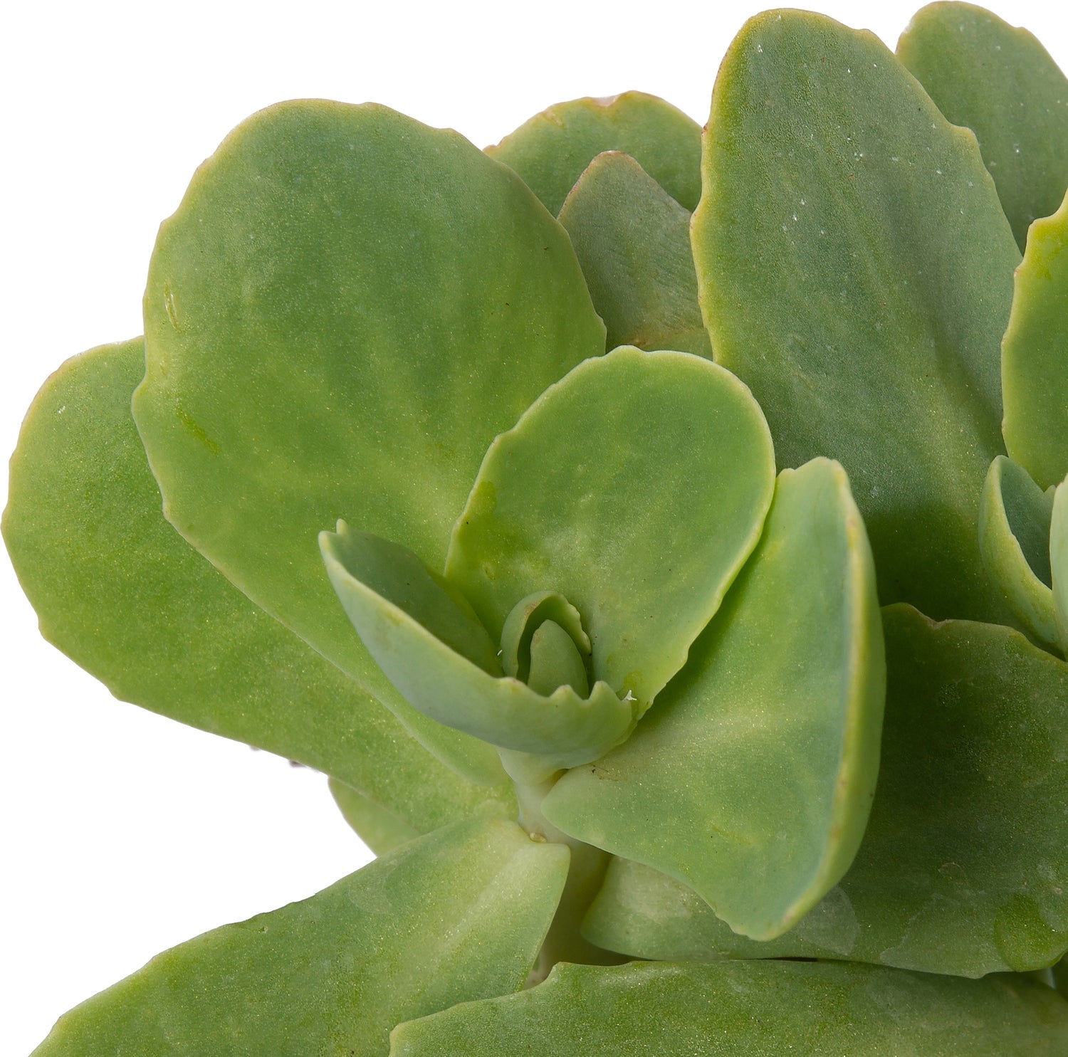 Hemelsleutel (Sedum spectabile 'Stardust') D 9 H 10 cm