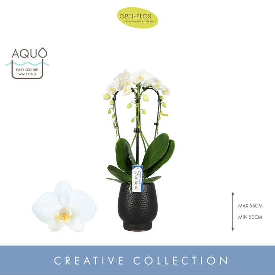 Orchidée - Phalaenopsis Fontano 3T D12-H50 avec cache-pot noir