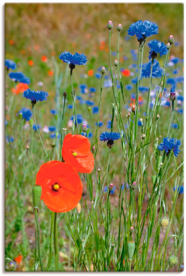Artland Leinwandbild »Wiese mit Mohnblumen und Kornblumen« Blumen 1 Stk. tlg. auf Keilrahmen gespannt