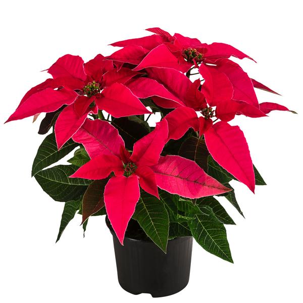 Weihnachtsstern - Euphorbia pulcherrima
