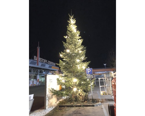 Nordmann spar XL 300-350 cm, gekapte kerstboom uit duurzame teelt