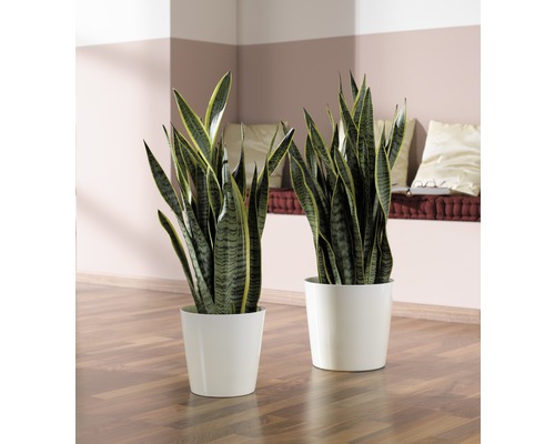 Bowstring Hennep FloraSelf Sansevieria trifasciata 'Laurentii' H 50-60 cm Ø 17 cm pot