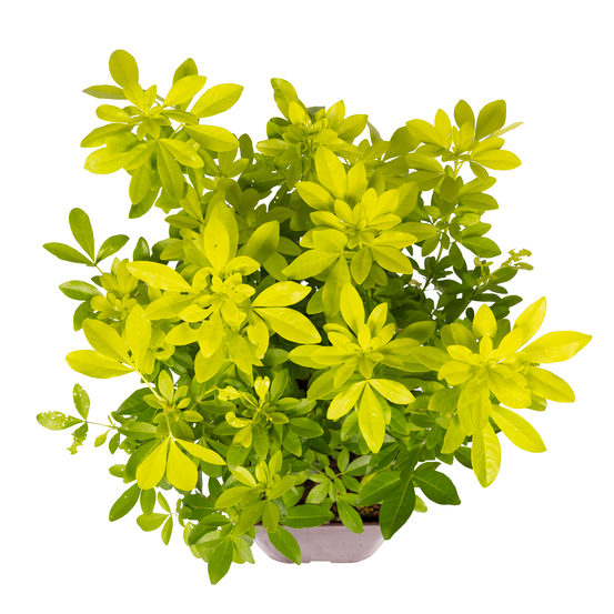 Choisya Ternata sundance : H30/40cm C 5L