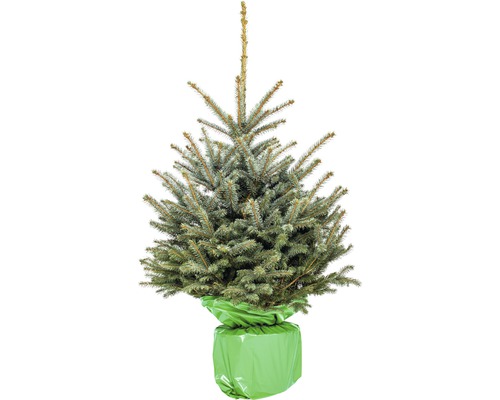 Blauwe spar, blauwe Colorado blauwe spar H 100-125 cm Co 10 L Kerstboom, gesnoeid en in pot