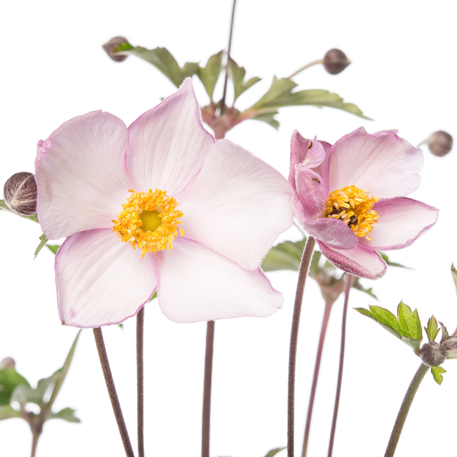 Herfstanemoon (Anemone tomentosa 'Robustissima') D 11 H 10 cm