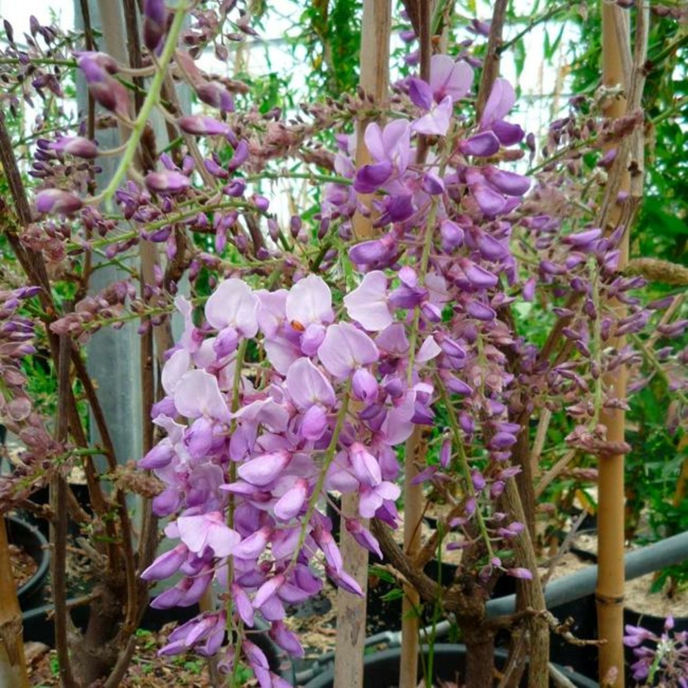 Glycine de chine 'caroline' - wisteria sinensis 3l