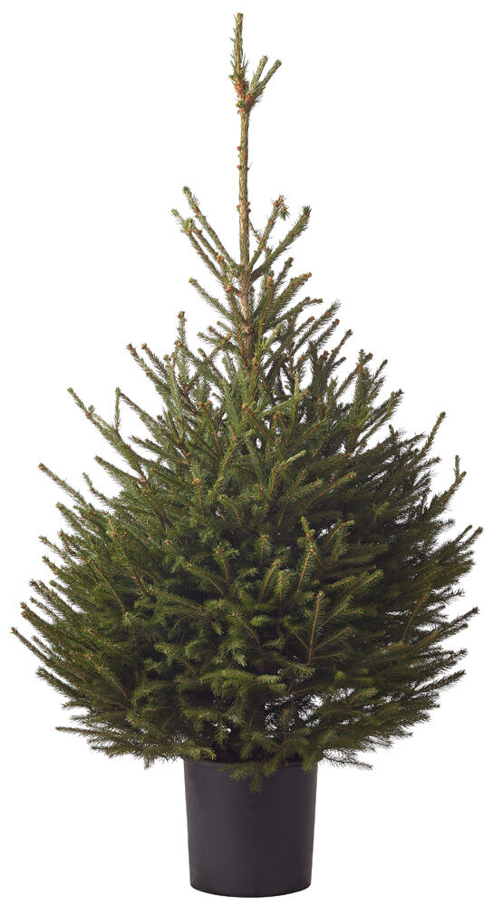 Fijnspar in pot - Kerstboom - 125 cm