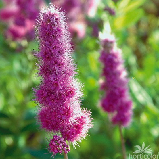 Spiraea x billardii : ctr 3 litres