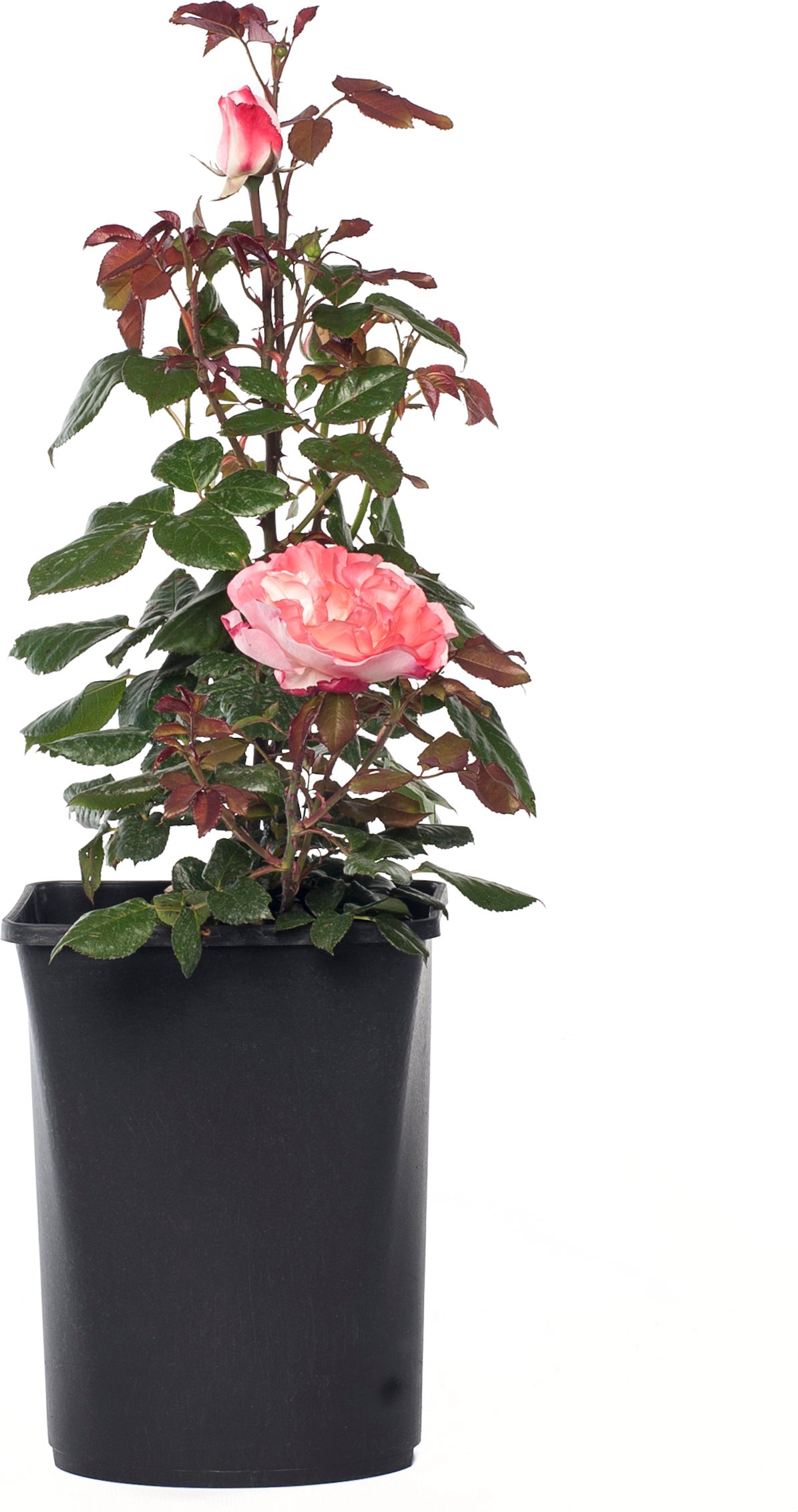 Grootbloemige Trosroos (Rosa 'Nostalgie') D 23 H 25 cm