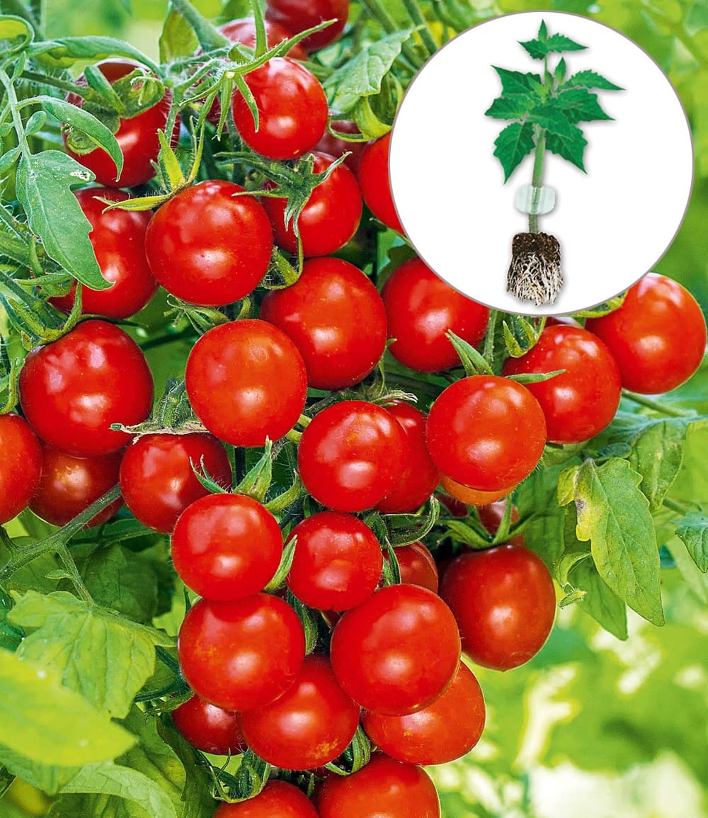 Veredelte Hänge-Tomate 'Cherry Falls' F1