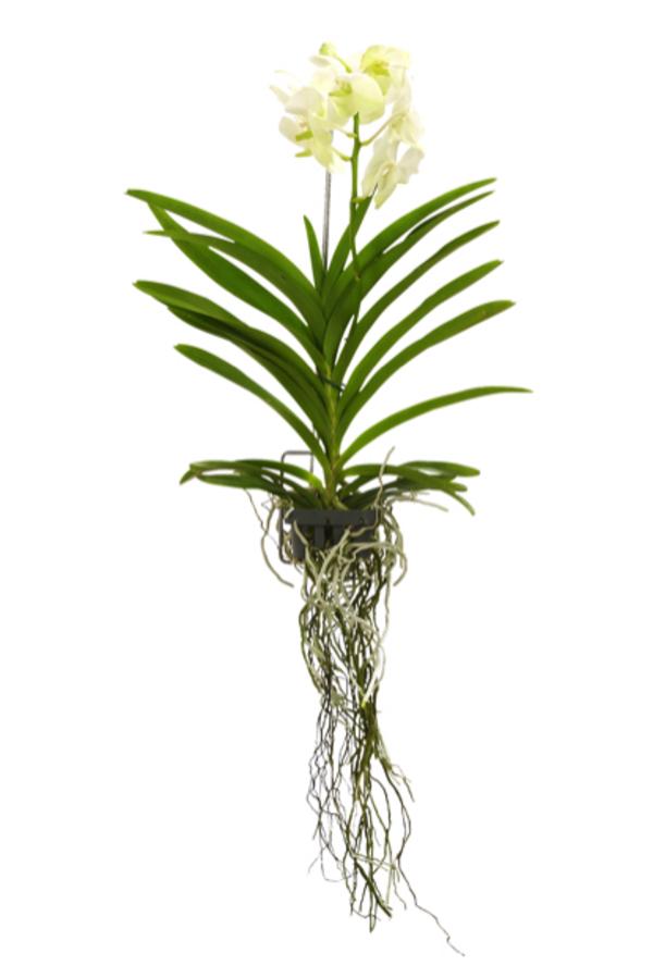 Vanda-Orchidee - Vanda cultivars, inkl.